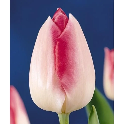 Тюльпан сорта Луцас ван Лэьдэн на синем фоне