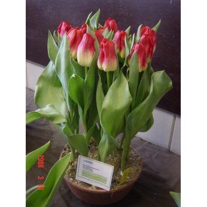 Тюльпаны сорта Луцифэр в горшке с зелёными листьями и красно-жёлтыми цветами