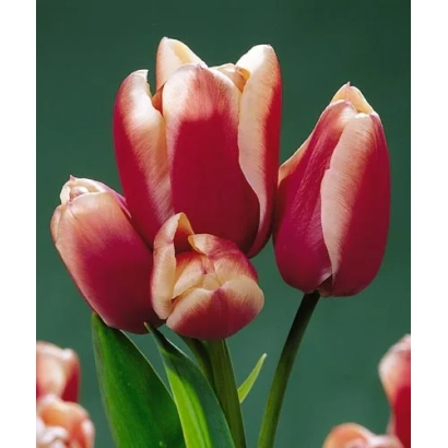 Тюльпаны сорта Луцкь Драгон на зелёном фоне