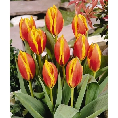 Червоно-жовті тюльпани сорту Луцьк Ладь на фоні зелені