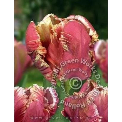 Тюльпани сорту Щасливий папуга на фоні зелені