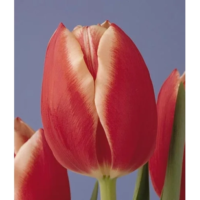 Красно-белые тюльпаны на фоне неба - Луцкь Стрикэ