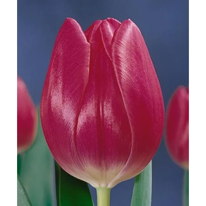 Крупний план червоної тюльпани на фоні інших квітів - Лустелла