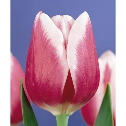 Тюльпан сорта Лустиге Wитwе на синем фоне - Лустигэ Wитwэ