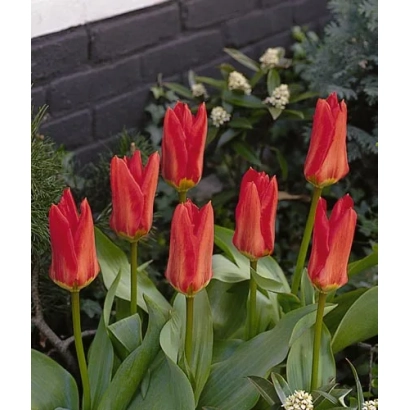 Красные тюльпаны на фоне зелёных листьев и кустарника - Мадамэ Лэфэбэр