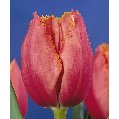 Крупний план червоної тюльпана на синьому фоні - Мадисон Гарден