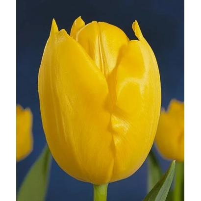 Жовтий тюльпан на темному фоні - Мадуродам