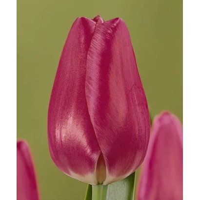 Магазин Прима | Магазин Прима | Magazine Prima - Магазинэ Прима