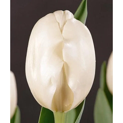 Белый тюльпан сорта Magic Mountain на темном фоне - Магиц Моунтаин