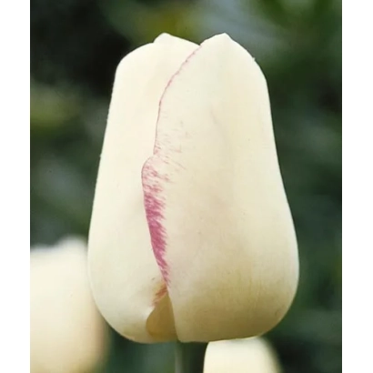 Белый тюльпан Магиэр с розовой полосой на лепестке