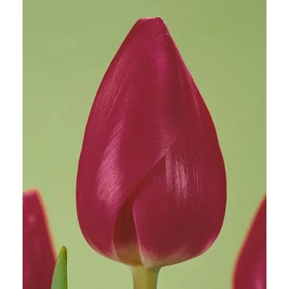 Крупный план красного тюльпана на зелёном фоне - Маhра