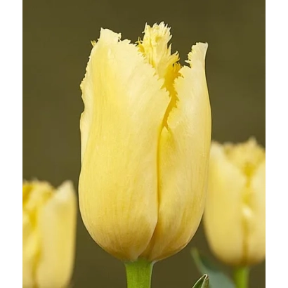 Желтый тюльпан на размытом фоне - Мая