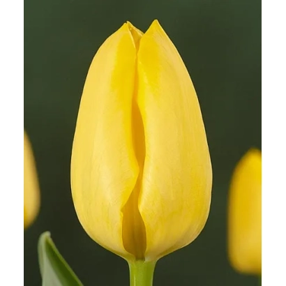 Желтый тюльпан на темном фоне - Макассар