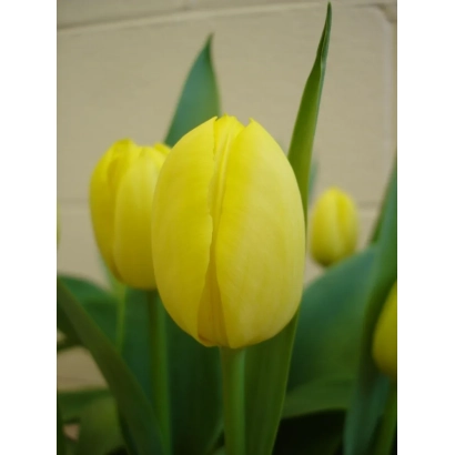 Желтые тюльпаны на белом фоне - Проминенс