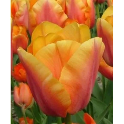 Тюльпаны сорта Манхэттен на цветочном поле - Манhаттан