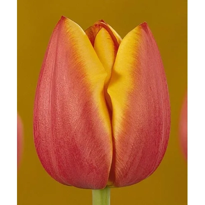 Тюльпан сорта Манон на желтом фоне