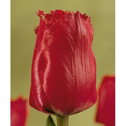 Красный тюльпан сорта Мантэл'с Дрэам на зелёном фоне