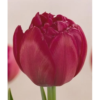 Крупный план красного тюльпана сорта Маравилла