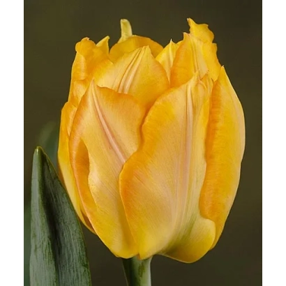 Желтый тюльпан сорта Марэшал Ниэл - Марэчал Ниэл