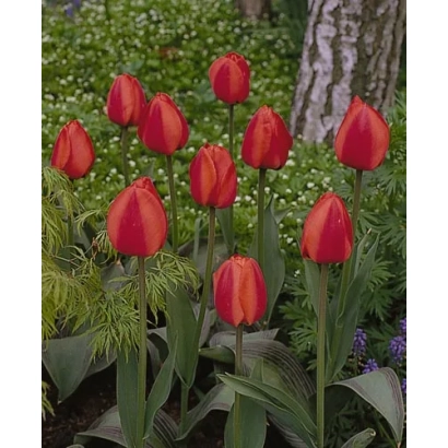 Красные тюльпаны сорта Маргарет Гербст на фоне зелёных листьев и дерева - Маргарэт Hэрбст