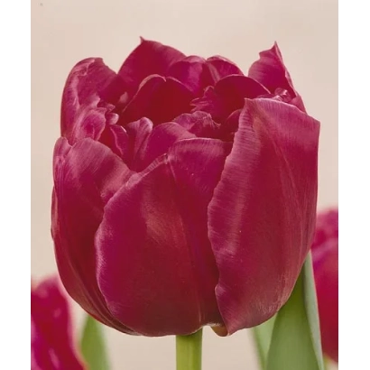 Крупный план темно-красного тюльпана сорта Маргарита