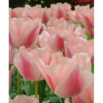 Розовые тюльпаны сорта Мария Чристина на фоне зелёных листьев - Мариа Чристина