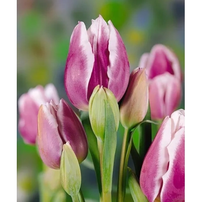 Тюльпаны сорта Мариандэл на фоне зелени