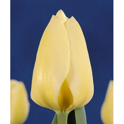 Желтый тюльпан на синем фоне - Мариа'с Дрэам
