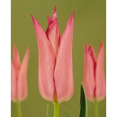 Розовые тюльпаны на зелёном фоне - Мариэттэ