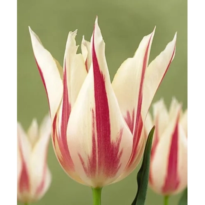 Тюльпаны сорта Марильн на зеленом фоне