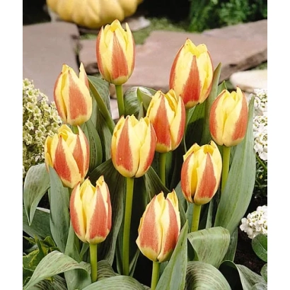 Тюльпаны сорта Марина на фоне сада