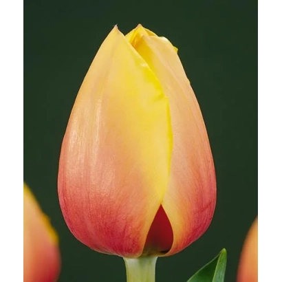 Тюльпан желто-розовый сорт Марит