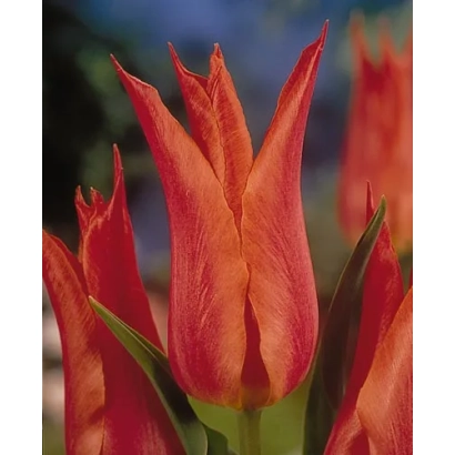 Красно-оранжевые тюльпаны на фоне зелени - Марёлэин