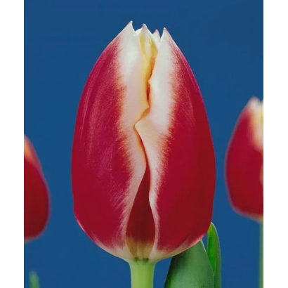 Красно-белый тюльпан на синем фоне - Маркант