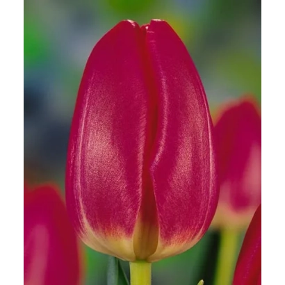 Крупный план красного тюльпана сорта Маркиз - Маркиэс