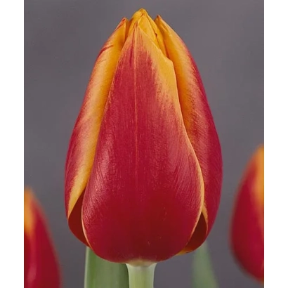 Тюльпан сорта Марь Бэллэ на сером фоне