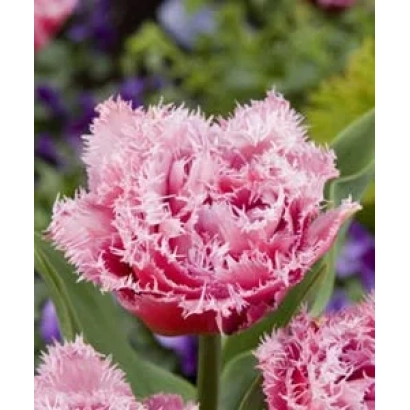 Розовый тюльпан с бахромчатыми лепестками - Маскотте