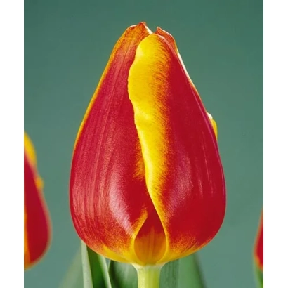 Тюльпан Мастерминд с красно-желтыми лепестками на зеленом фоне - Мастэрминд