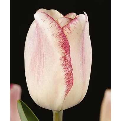 Тюльпан сорта Мата Хари на чёрном фоне - Мата Hари