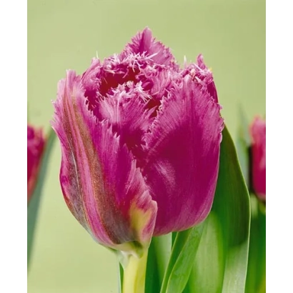 Тюльпан фиолетового цвета с зелёными листьями на зелёном фоне - Матчпоинт