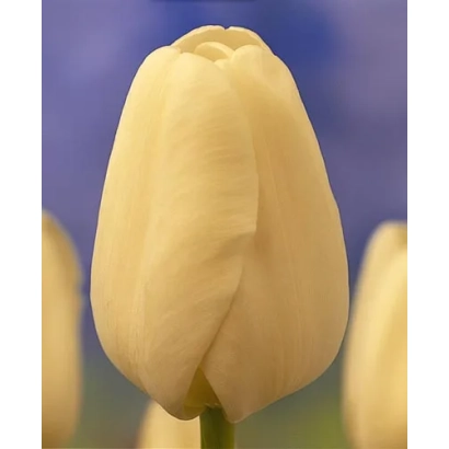 Белый тюльпан сорта Маттерхорн на фоне других цветов - Маттэрhорн