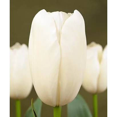 Белый тюльпан на фоне других тюльпанов - Маурээн