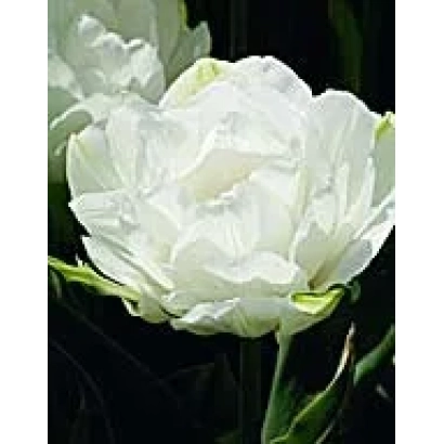 Белый тюльпан на темном фоне - Маурээн Доублэ