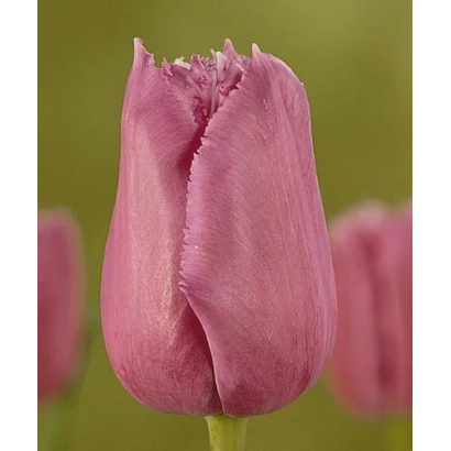 Розовый тюльпан сорта Макс Дуранд на фоне зелени - Маx Дуранд
