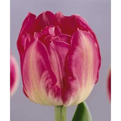 Тюльпан сорта Маьwондер - Маьwондэр