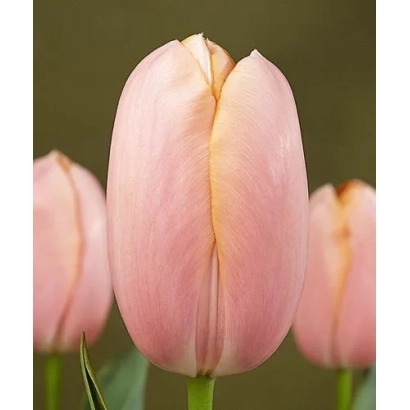 Розовые тюльпаны сорта Мэнтон на фоне