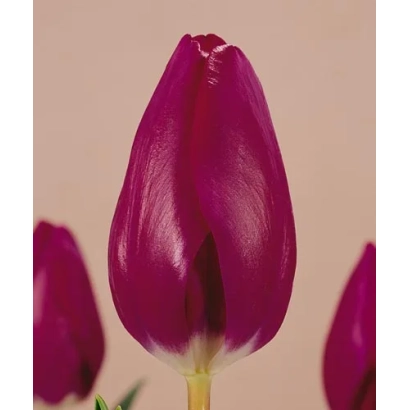 Тюльпан темно-фиолетового цвета на светлом фоне - Мэнуэт