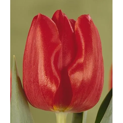 Красный тюльпан сорта Мэрапи на зелёном фоне