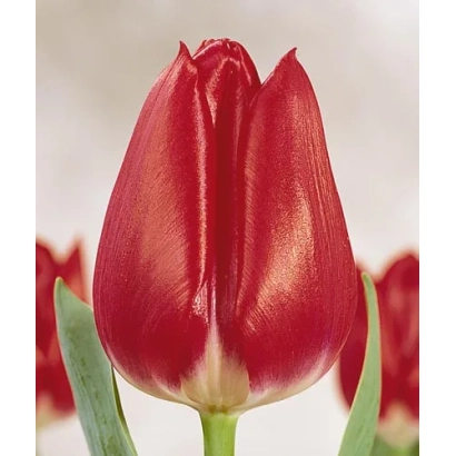 Красный тюльпан на белом фоне - Мэррь Чристмас
