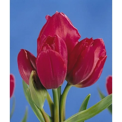 Красные тюльпаны на синем фоне - Мэррь Го Роунд